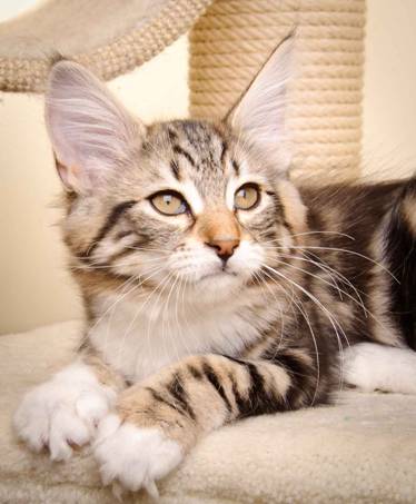 Description: Description: J:\Pictures\M-kull\M-kull_13_weeks\20110221_M-kull_13_weeks_0043.jpg