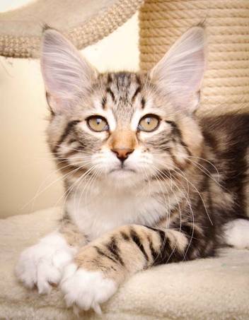 Description: Description: J:\Pictures\M-kull\M-kull_13_weeks\20110221_M-kull_13_weeks_0042.jpg