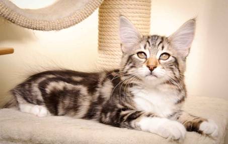 Description: Description: J:\Pictures\M-kull\M-kull_13_weeks\20110221_M-kull_13_weeks_0032.jpg