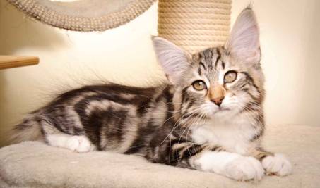 Description: Description: J:\Pictures\M-kull\M-kull_13_weeks\20110221_M-kull_13_weeks_0030.jpg