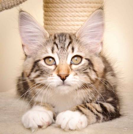 Description: Description: J:\Pictures\M-kull\M-kull_13_weeks\20110221_M-kull_13_weeks_0055.jpg