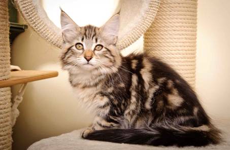 Description: Description: J:\Pictures\M-kull\M-kull_13_weeks\20110221_M-kull_13_weeks_0073.jpg