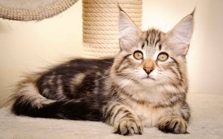 Description: Description: J:\Pictures\M-kull\M-kull_13_weeks\20110221_M-kull_13_weeks_0069.jpg