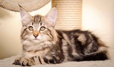 Description: Description: J:\Pictures\M-kull\M-kull_13_weeks\20110221_M-kull_13_weeks_0065.jpg