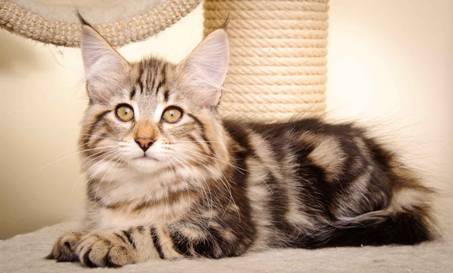 Description: Description: J:\Pictures\M-kull\M-kull_13_weeks\20110221_M-kull_13_weeks_0064.jpg