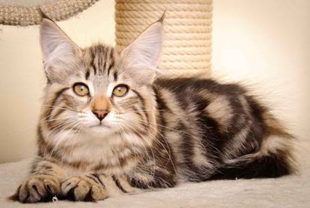 Description: Description: J:\Pictures\M-kull\M-kull_13_weeks\20110221_M-kull_13_weeks_0060.jpg