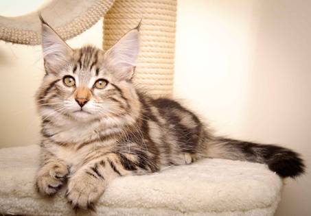 Description: Description: J:\Pictures\M-kull\M-kull_13_weeks\20110221_M-kull_13_weeks_0082.jpg