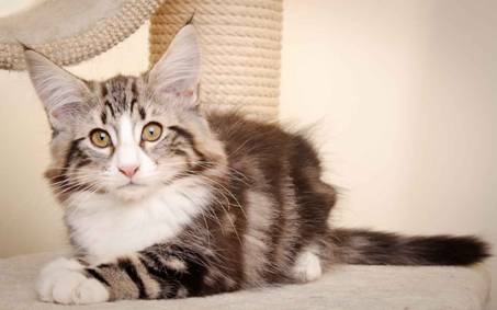 Description: J:\Pictures\M-kull\M-kull_13_weeks\20110221_M-kull_13_weeks_0092.jpg