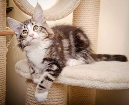 Description: J:\Pictures\M-kull\M-kull_13_weeks\20110221_M-kull_13_weeks_0091.jpg