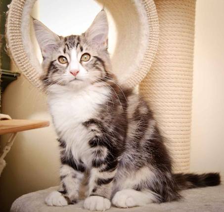 Description: J:\Pictures\M-kull\M-kull_13_weeks\20110221_M-kull_13_weeks_0090.jpg