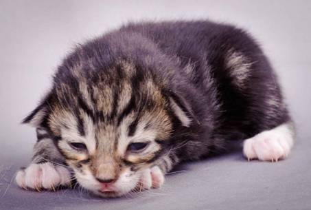 Description: J:\Pictures\M-kull\M-kull_1week\m-kull 1 week-004.jpg