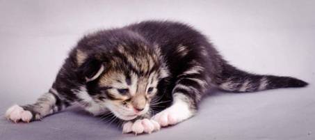 Description: J:\Pictures\M-kull\M-kull_1week\m-kull 1 week-021.jpg