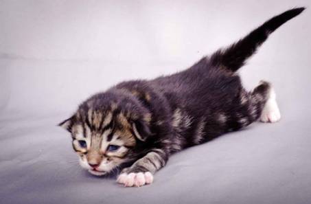 Description: J:\Pictures\M-kull\M-kull_1week\m-kull 1 week-016.jpg