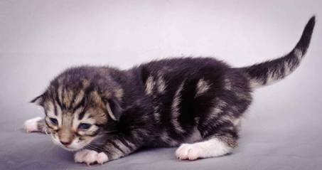 Description: J:\Pictures\M-kull\M-kull_1week\m-kull 1 week-015.jpg