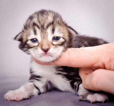 Description: J:\Pictures\M-kull\M-kull_1week\m-kull 1 week-033.jpg