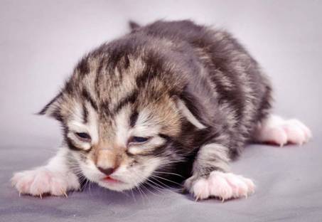 Description: J:\Pictures\M-kull\M-kull_1week\m-kull 1 week-025.jpg