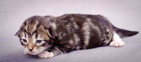 Description: J:\Pictures\M-kull\M-kull_1week\m-kull 1 week-050.jpg