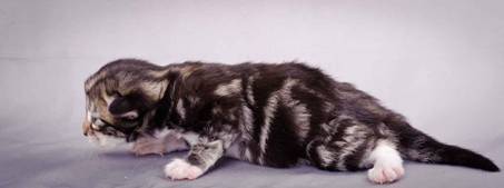 Description: J:\Pictures\M-kull\M-kull_1week\m-kull 1 week-040.jpg