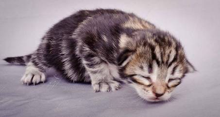 Description: J:\Pictures\M-kull\M-kull_1week\m-kull 1 week-070.jpg