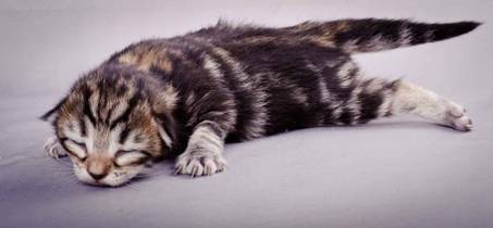 Description: J:\Pictures\M-kull\M-kull_1week\m-kull 1 week-064.jpg