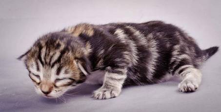 Description: J:\Pictures\M-kull\M-kull_1week\m-kull 1 week-072.jpg