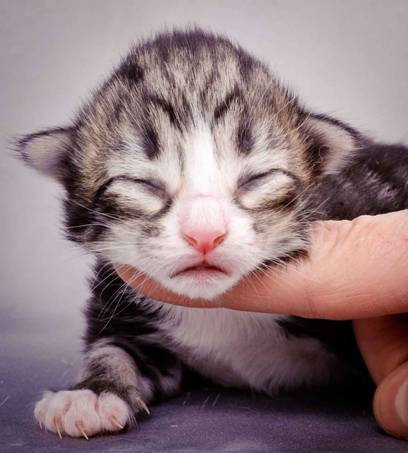 Description: J:\Pictures\M-kull\M-kull_1week\m-kull 1 week-083.jpg