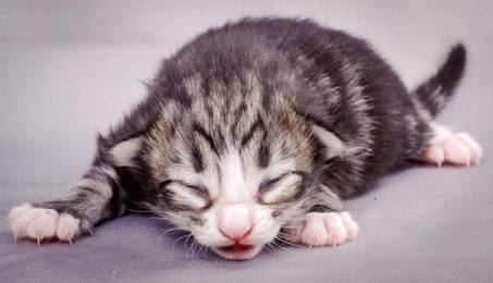 Description: J:\Pictures\M-kull\M-kull_1week\m-kull 1 week-079.jpg