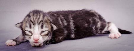 Description: J:\Pictures\M-kull\M-kull_1week\m-kull 1 week-099.jpg