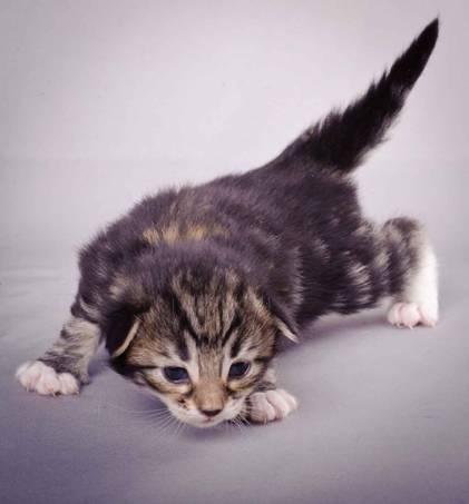 Description: J:\Pictures\M-kull\M-kull_2_weeks\20101203_M-kull_2_weeks_0008.jpg