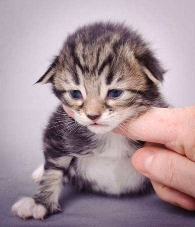 Description: J:\Pictures\M-kull\M-kull_2_weeks\20101203_M-kull_2_weeks_0003.jpg