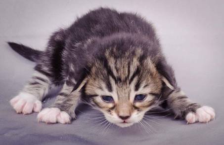 Description: J:\Pictures\M-kull\M-kull_2_weeks\20101203_M-kull_2_weeks_0001.jpg