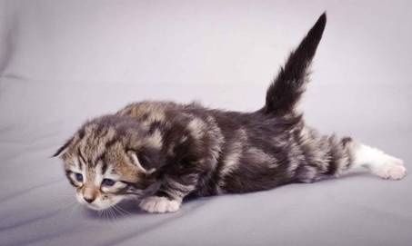 Description: J:\Pictures\M-kull\M-kull_2_weeks\20101203_M-kull_2_weeks_0030.jpg