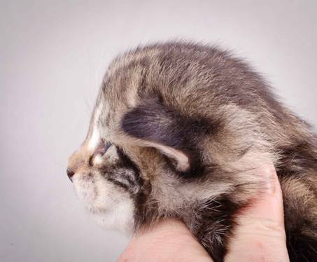 Description: J:\Pictures\M-kull\M-kull_2_weeks\20101203_M-kull_2_weeks_0024.jpg