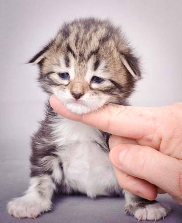 Description: J:\Pictures\M-kull\M-kull_2_weeks\20101203_M-kull_2_weeks_0023.jpg