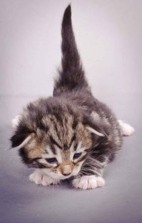 Description: J:\Pictures\M-kull\M-kull_2_weeks\20101203_M-kull_2_weeks_0020.jpg