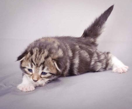 Description: J:\Pictures\M-kull\M-kull_2_weeks\20101203_M-kull_2_weeks_0031.jpg