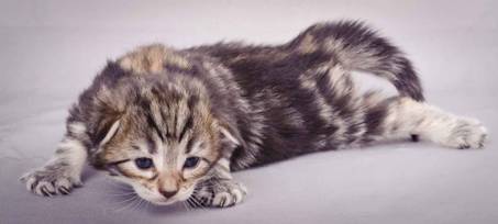 Description: J:\Pictures\M-kull\M-kull_2_weeks\20101203_M-kull_2_weeks_0049.jpg