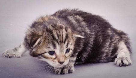 Description: J:\Pictures\M-kull\M-kull_2_weeks\20101203_M-kull_2_weeks_0048.jpg