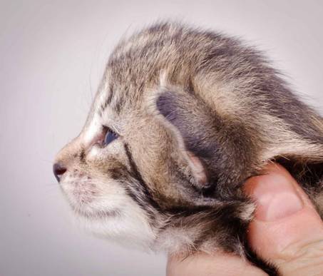 Description: J:\Pictures\M-kull\M-kull_2_weeks\20101203_M-kull_2_weeks_0043.jpg