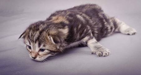 Description: J:\Pictures\M-kull\M-kull_2_weeks\20101203_M-kull_2_weeks_0041.jpg