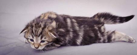 Description: J:\Pictures\M-kull\M-kull_2_weeks\20101203_M-kull_2_weeks_0050.jpg