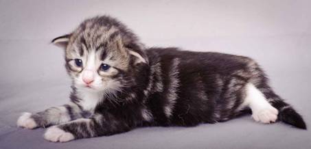 Description: J:\Pictures\M-kull\M-kull_2_weeks\20101203_M-kull_2_weeks_0073.jpg