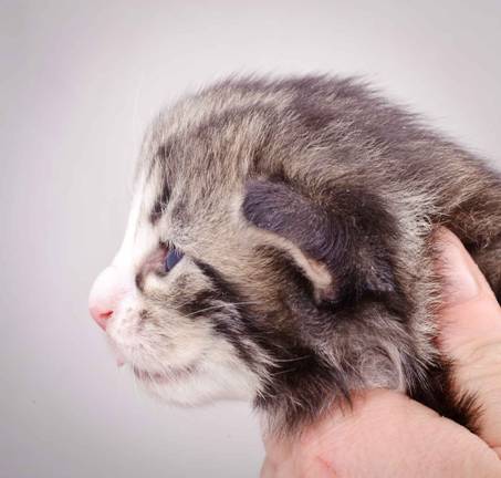 Description: J:\Pictures\M-kull\M-kull_2_weeks\20101203_M-kull_2_weeks_0069.jpg