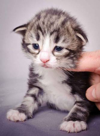 Description: J:\Pictures\M-kull\M-kull_2_weeks\20101203_M-kull_2_weeks_0068.jpg