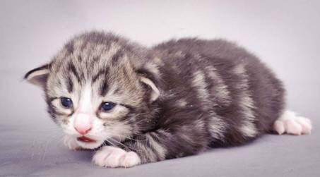 Description: J:\Pictures\M-kull\M-kull_2_weeks\20101203_M-kull_2_weeks_0061.jpg