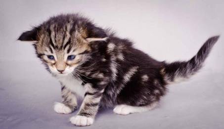 Description: J:\Pictures\M-kull\M-kull_3_weeks\20101210_M-kull_3_weeks_0012.jpg