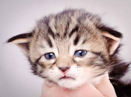 Description: J:\Pictures\M-kull\M-kull_3_weeks\20101210_M-kull_3_weeks_0009.jpg