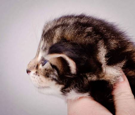 Description: J:\Pictures\M-kull\M-kull_3_weeks\20101210_M-kull_3_weeks_0008.jpg