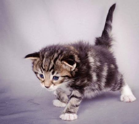 Description: J:\Pictures\M-kull\M-kull_3_weeks\20101210_M-kull_3_weeks_0007.jpg