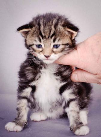 Description: J:\Pictures\M-kull\M-kull_3_weeks\20101210_M-kull_3_weeks_0006.jpg